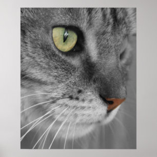 Poster Chat avec la copie d'affiche de yeux verts