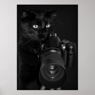Poster Chat avec l'appareil photo