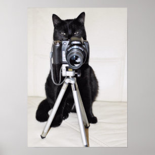 Poster Chat avec l'appareil photo