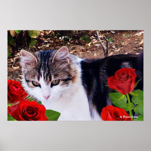 POSTER CHAT AVEC ROSES ROUGES (Devant)