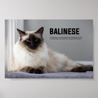 Poster Chat balinais