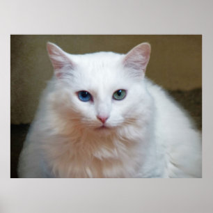 Poster Chat blanc
