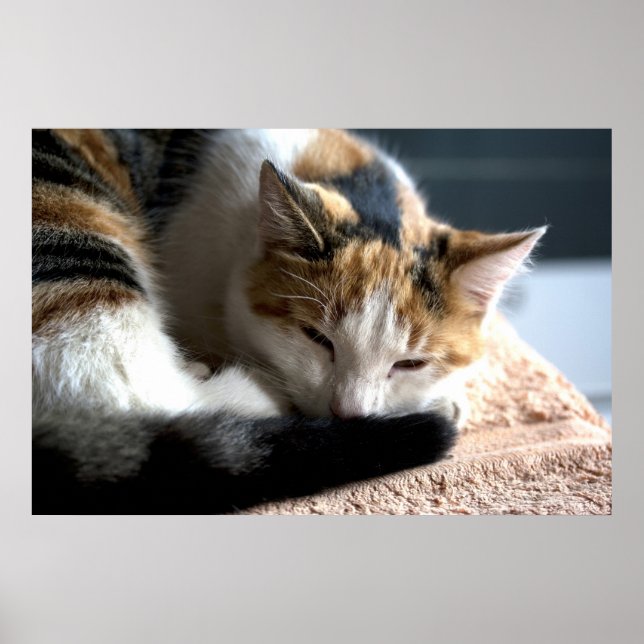 Poster Chat Calico (Devant)