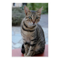 chat, chat tigre, chaton