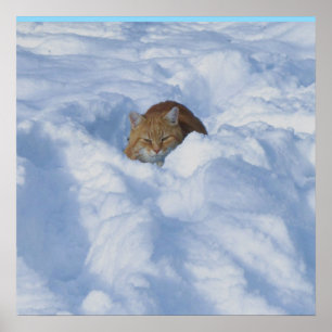 Poster Chat dans la neige
