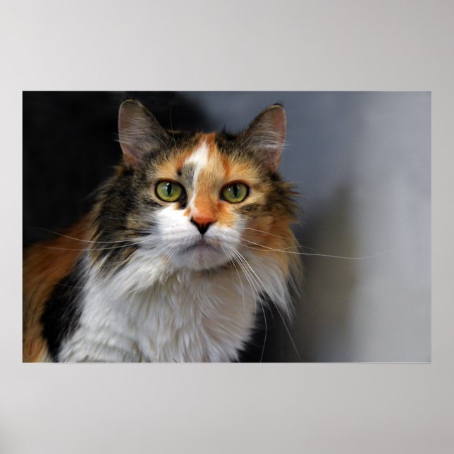 Poster Chat de Calico (Devant)