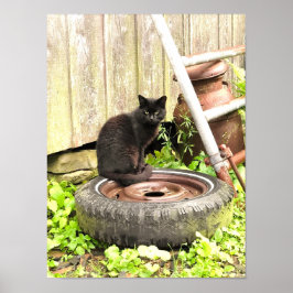 Poster - Chat de grange noir