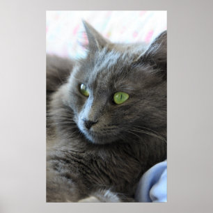 Poster Chat de Nebelung