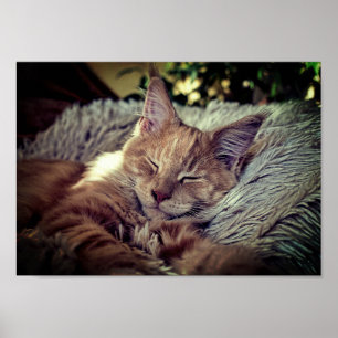 Poster Chat de ragondin de sommeil Maine sur le divan