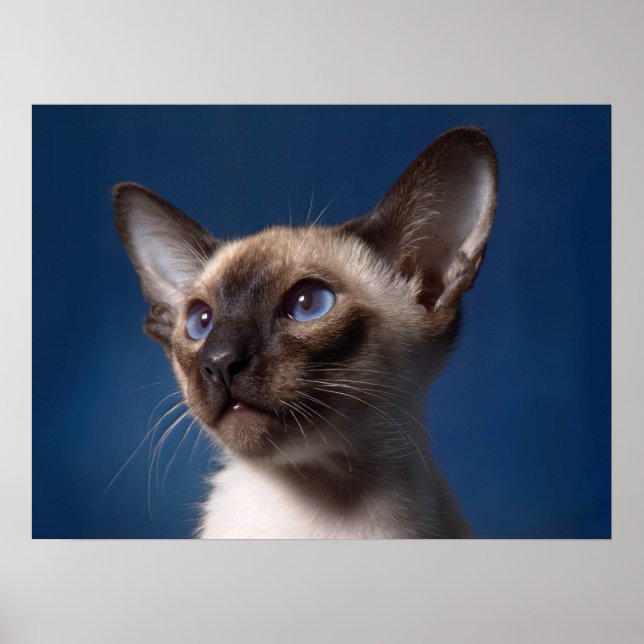 Poster Chat de Siamese avec les yeux bleus (Devant)