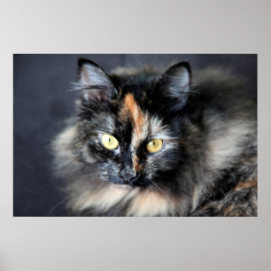 Poster Chat de Sibérie