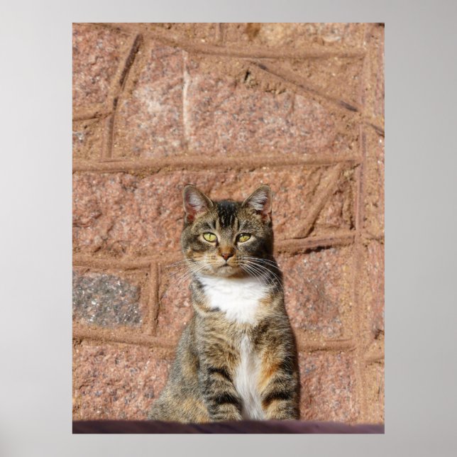 Poster Chat d'église (Devant)
