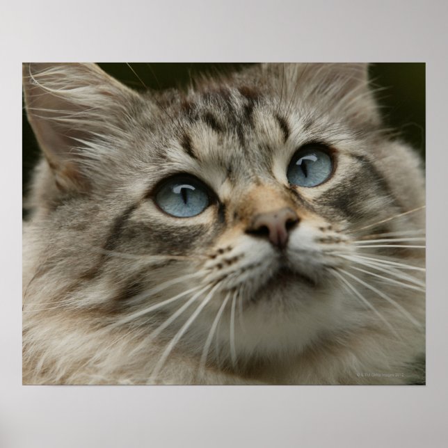 Poster chat domestique (Devant)