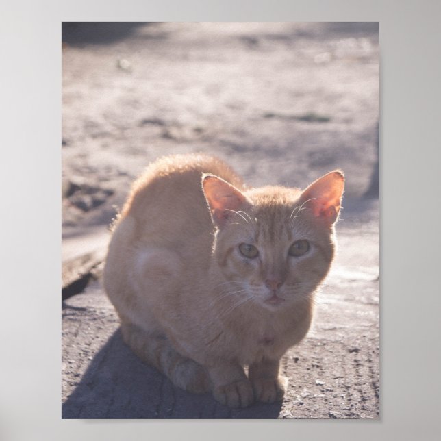 Poster Chat du matin (Devant)