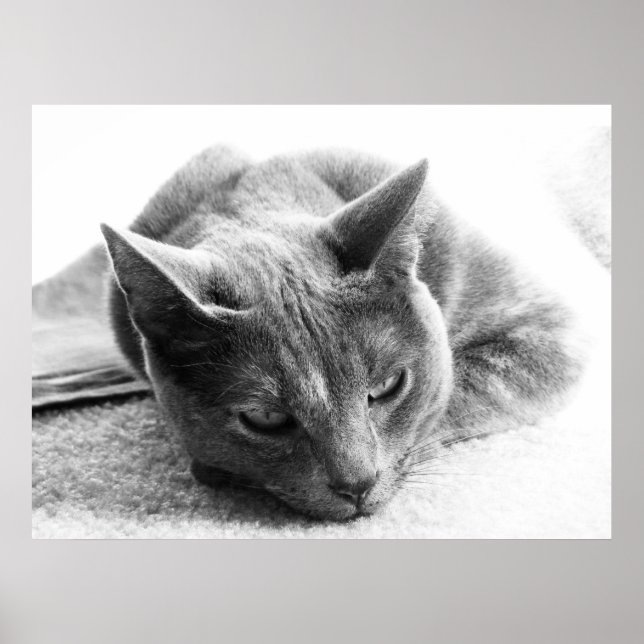 Poster Chat en niveaux de gris (Devant)