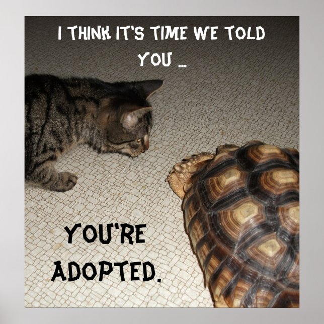 Poster Chat et tortue - "Vous êtes adopté" (Devant)