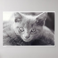 Chat gris