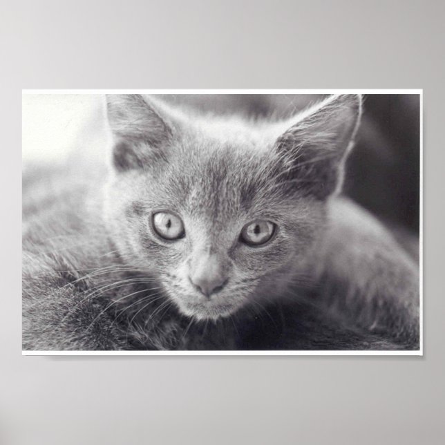 Poster Chat gris (Devant)