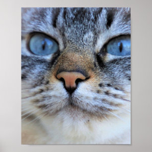 Poster Chat gris