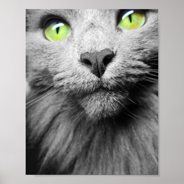 Poster Chat gris avec yeux verts clairs (Devant)