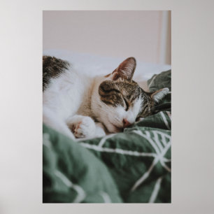 Poster Chat gris blanc mou qui dort