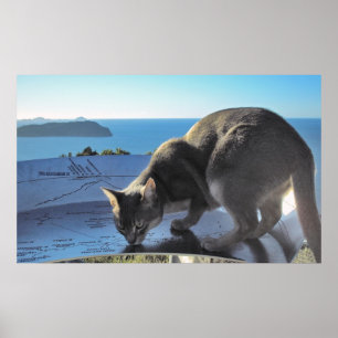 Poster Chat marque l'emplacement : Sommet du mont Paku No