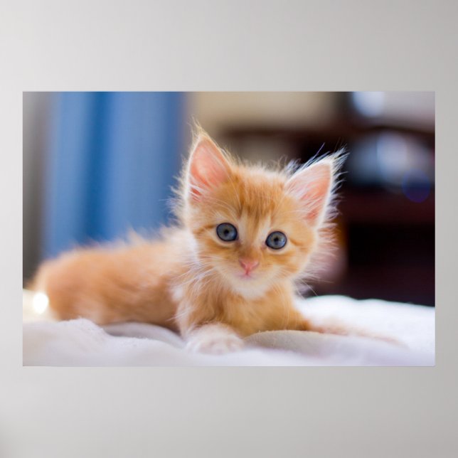 Poster Chat mignonne aux yeux bleus (Devant)