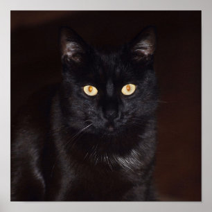 Poster Chat noir