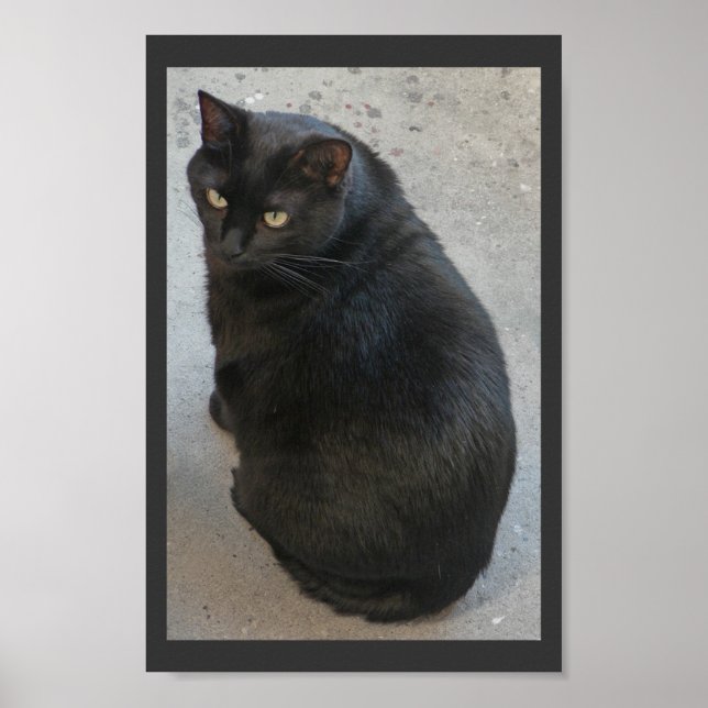 Poster chat noir (Devant)