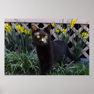 Poster Chat noir dans l'affiche des jonquilles