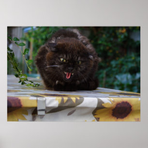Poster Chat noir en colère