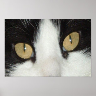 Poster Chat noir et blanc