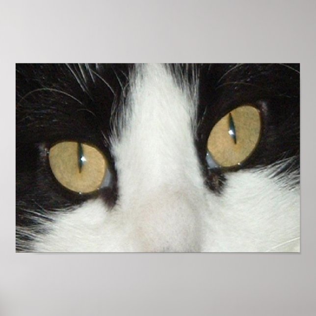 Poster Chat noir et blanc (Devant)