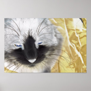 Poster Chat noir et blanc