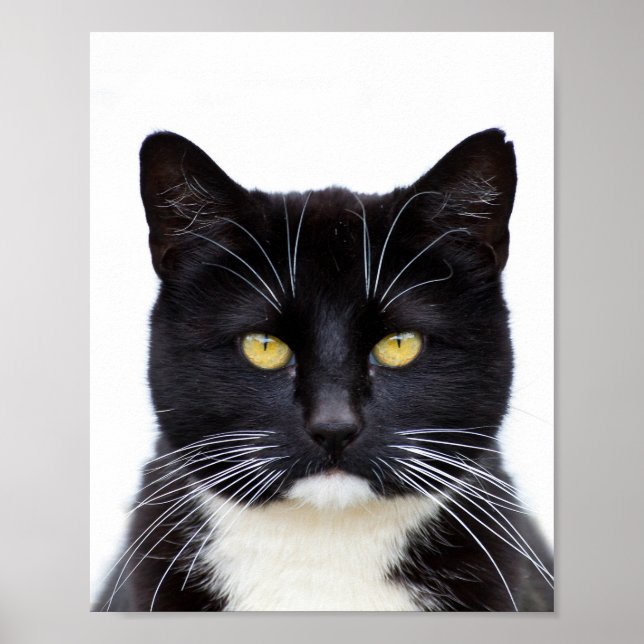 Poster Chat noir moelleux (Devant)