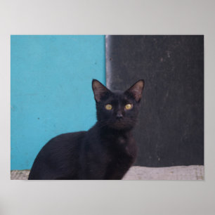 Poster Chat noir surpris