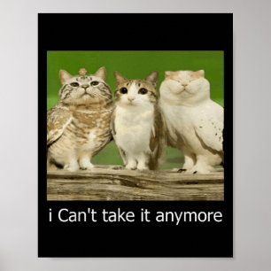 Poster Chat Owl Drôle Meow Je ne peux plus le prendre