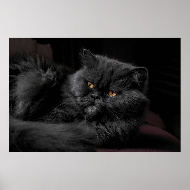 Poster Chat Persan Noir (Devant)