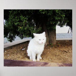 Poster Chat qui fait caca