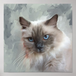 Poster Chat Ragdoll