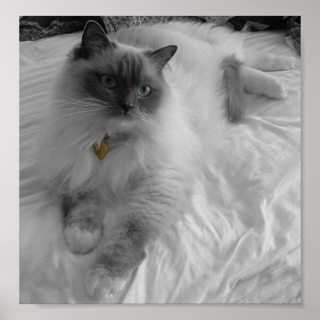 Poster Chat Ragdoll (Devant)