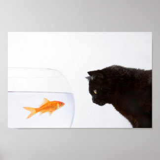 Poster Chat regardant l'empreinte du poisson rouge