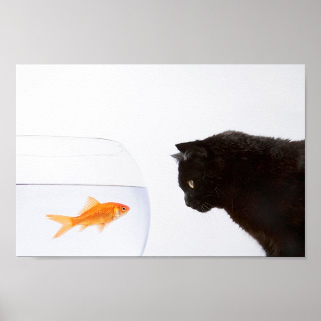 Poster Chat regardant l'empreinte du poisson rouge (Devant)
