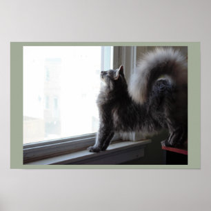 Poster Chat regardant par la fenêtre