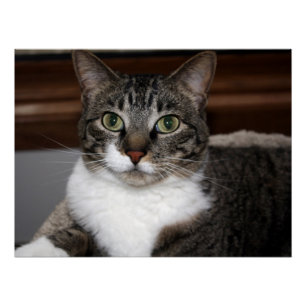 Poster Chat regardant vous/la photo v2 de visage chat