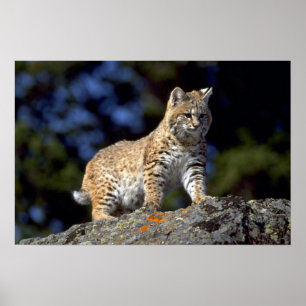 Poster Chat sauvage