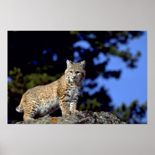 Poster Chat sauvage