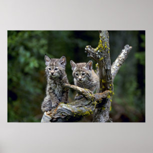 Poster Chat sauvage-été-jeunes chatons