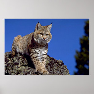 Poster Chat sauvage skylined