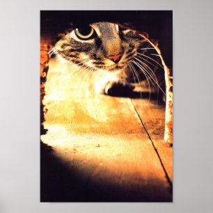 Poster Chat scrutant dans le trou de souris